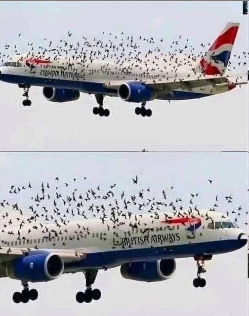 702811918 2152334622219313 4111469686096968265 n