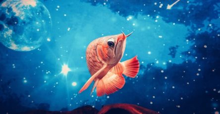 Matze bob l8bLAo p3rM unsplash